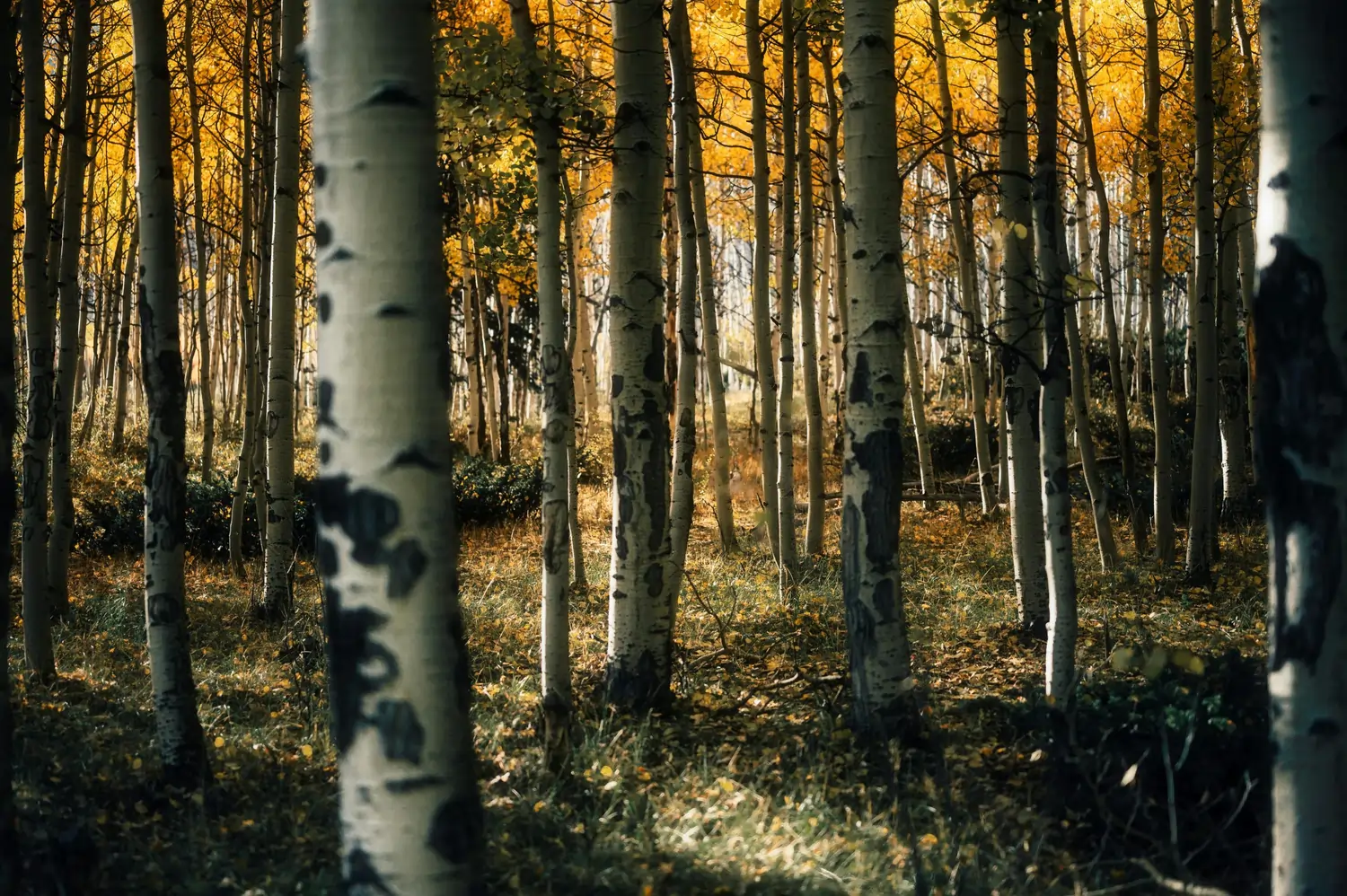 Björkskog